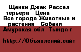 Щенки Джек Рассел терьера › Цена ­ 30 000 - Все города Животные и растения » Собаки   . Амурская обл.,Тында г.